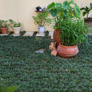 日本矮麦冬苗玉龙草 室外花园庭院绿化草坪叶片短长不高盆栽苗