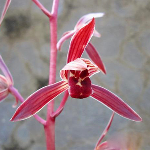 兰花苗带花苞 中国红 墨兰红花浓香年宵花卉盆栽好养