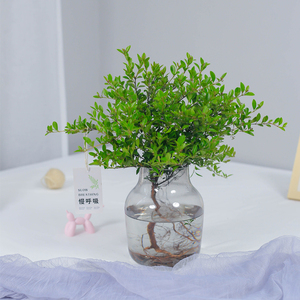 植art 赤楠带根老桩水培水养绿植好养家居办公桌摆放网红净化空气