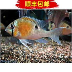 黄腹月亮宝石鱼关刀鱼南美食土鲷水族观赏鱼活体满额顺丰包邮