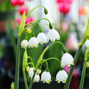 5颗雪片莲种球今年新品盆栽夏当年开花蓝铃雪滴花四季花卉百合球