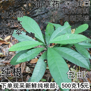 山大颜九节木大罗伞大刀火筒树中草药材新鲜根500克包邮