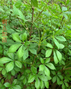 正宗刺五加苗 种子药用 五加皮苗三五加菜苗五爪龙盆栽易成活树苗