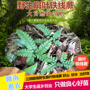 扇叶铁线蕨 过坛龙 乌脚枪 中药材 室内办公室观景盆栽 造景