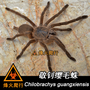 【敬钊缨毛】1cm左右幼体 国产橙巴布捕鸟蛛 凶猛宠物活体蜘蛛