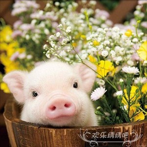 猪宝宝十字绣2022新款绣手工可爱生肖猪刺绣diy自己绣小件钻石画