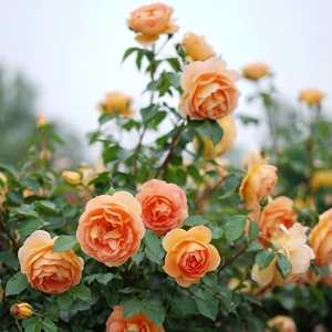 帕特奥斯汀月季