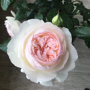 大花浓香灌木波莱罗月季菠萝蜜白色丰花阳台庭院盆栽玫瑰四季开花