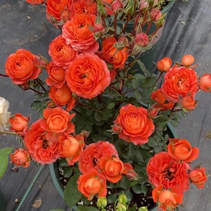 推荐微月橙色宝石月季勤花丰花阳台庭院盆栽玫瑰多季开花营养钵苗