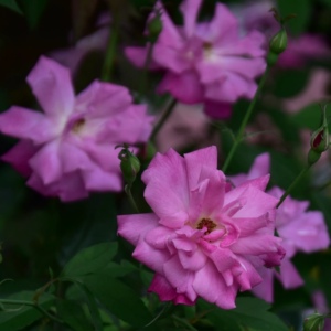 中国古老月季宫粉月月粉耐热抗病勤花阳台庭院盆栽绿植花卉扦插苗