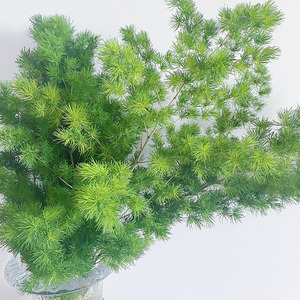 蓬莱松鲜切插花花材ins风水养插瓶绿植室内小森林花艺装饰配叶