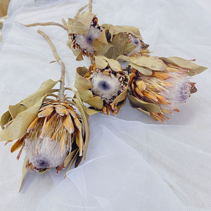 南非进口真花干花公主花帝王花干花样板间高档插花花材家居摆件