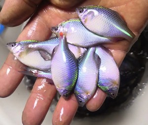 鳑鲏鱼冷水鱼七彩鳑鲏好养草缸小型鱼观赏鱼