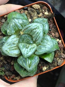 多肉植物 12卷属大寿 银龟寿 一物一拍 云窗