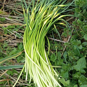 9015人付款淘宝2022蒜苔新鲜 嫩蒜薹红帽蒜薹蒜毫青蒜苗蒜苔 农家鲜