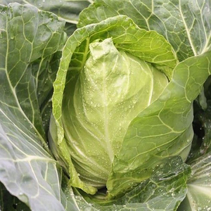 四川重庆农家自种新鲜牛心菜手撕包菜尖尖莲花白卷心菜鸡心白甘蓝