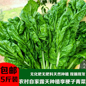 四川重庆农家自种圆根子青菜现剥现发芥菜新鲜包邮自制酸菜泡菜