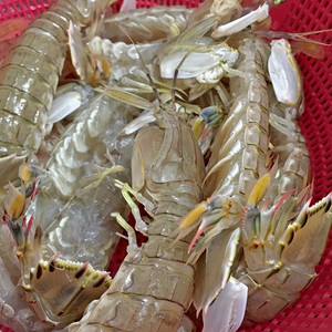 皮皮虾鲜活带黄琵琶虾虾蛄虾婆婆海鲜虾爬子富贵虾肉质饱满500g