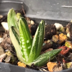 00同款货源遇知惜伴守淘宝龙城锦非组硬叶环纹东星泪珠地上星钱型