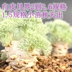 【九紫】白皮月界小苗种子多肉植物黑皮白皮杂交盆栽块根稀有纯种