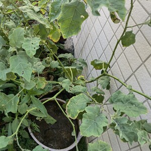 新鲜刺天茄黄果茄 中草药牙疼果牛茄子野茄果刺颠茄果子500克