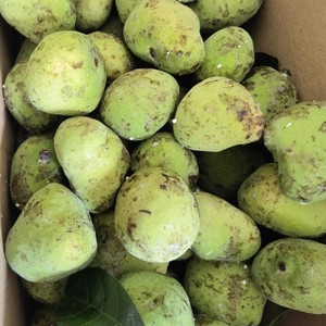 乡下新鲜胭脂果 红桂木果狗果现采自销500克桂木果狗囊果