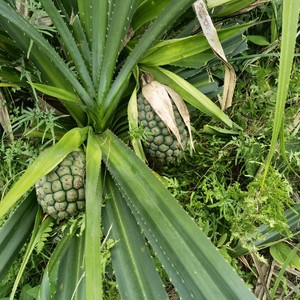 现采中草药材假菠萝 露兜果 帕梯 罗金堆 野菠萝 山菠萝1个