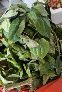 现摘500g青萎新鲜草药蒟酱槟榔蒟青萎青蒟槟榔蒌青槟榔配料荖叶蒌