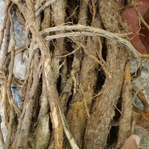 新鲜公山竹树根山竹子公树根野公山竹根500克