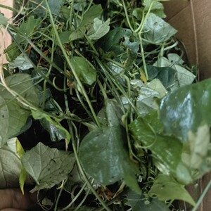 新鲜现采 老鼠拉冬瓜 马交儿 马25儿 土花粉土白蔹藤叶假甜瓜500g