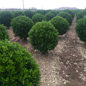 庭院球形植物大叶小叶龟甲冬青黄杨球冬青球树景观树苗四季常青苗