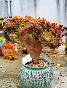 小轩 万圣节缀化老桩沙拉碗法师花盆多肉植物趣味法师盆栽一物一