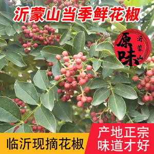 2023沂蒙山新鲜花椒青花椒山东农家现摘发新鲜红麻花椒非真空冷冻