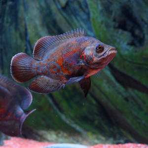 【巴西地图鱼】巴西地图鱼品牌,价格 - 阿里巴巴