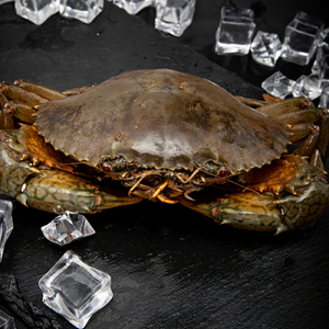 东山岛野生现捕红膏鲟满膏包活燕母处女鲟青蟹大螃蟹鲜活2斤3-4只