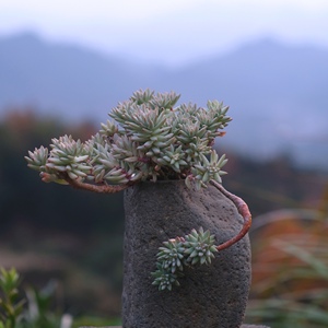 树冰吉赛尔多肉植物悬崖造型老桩一物一拍阳台庭院窗台绿植容易养