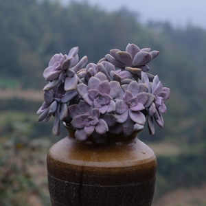 华丽风车紫色多肉植物造型老桩冠幅20厘米以上一物一拍阳台绿植