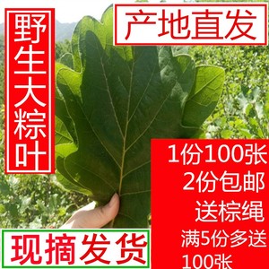 槲叶 新鲜粽叶粽子叶 高山野生槲叶菠萝叶 玻璃叶 柞树叶现采现卖