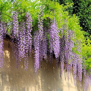 九尺紫藤花树苗爬藤植物耐寒庭院花架紫藤萝芳香多季开花长穗多花