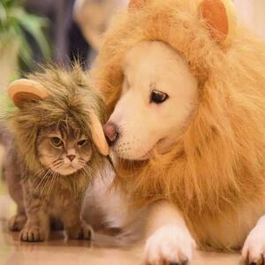 宠物大狗金毛拉布拉多中大型犬帽子万圣节狮子头套变身装狗狗帽子