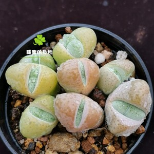 蟹钳多肉植物 虾钳多肉植物  肉锥花属一物一拍