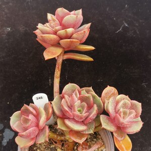 多肉植物 大红袍 一物一拍稀有罕见多肉 满包邮 甜蜜的负担