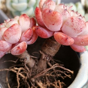 雪爪多肉一物一拍 比安特雪爪 控型状态株 甜蜜的负担