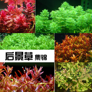 十字牛顿水草