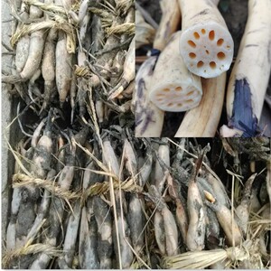 正宗洞庭湖细长野生湖藕藕苗带芽藕种野藕现挖现发