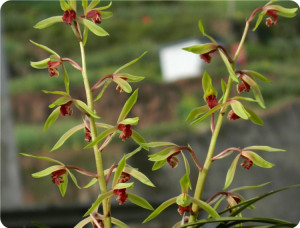 浓香惠兰中华红素蕙兰兰花苗花大出架包成活易开花室内花卉植物