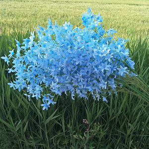 跳舞兰仿真花蓝色