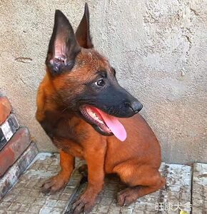 马犬幼犬纯种活体警犬红马犬看家护院犬狼犬幼崽小型宠物狗狗活物