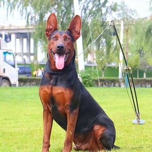 wei薇0519淘宝纯种活体莱州红犬幼犬巨型护卫猛犬苏