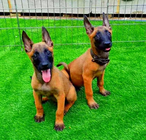 马犬幼犬纯种活体马犬警犬看家狗活物猎犬红狼犬出售小型宠物狗崽